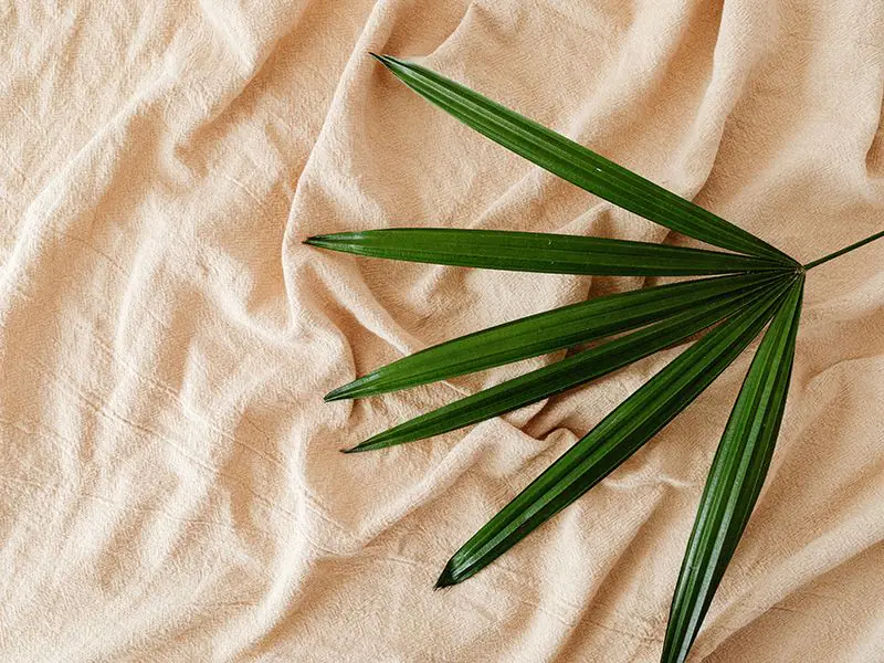 Vải Bamboo là gì?